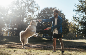 8 Benefits of Positive Reinforcement Training for Dogs