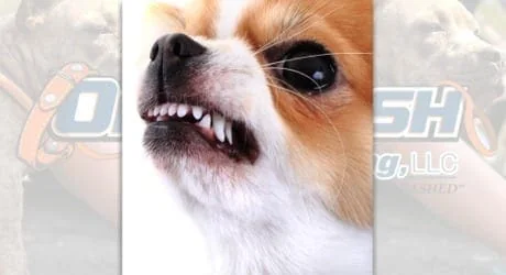 A small fluffy tan-and-white dog bares its teeth in a snarl, illustrating the kind of behavior addressed by dog training in Charlottesville, VA.