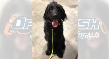 A black shaggy-coated dog sits calmly on a leash with its tongue out during an obedience training session in Charlottesville, VA.