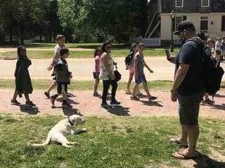 A light-colored dog lies calmly in a down-stay on the grass while a crowd of people walks past in the background, demonstrating distraction-proof training near Charlottesville, VA.
