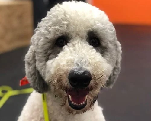 Close-up of a white fluffy dog with its mouth open inside a training facility, part of the Charlottesville, VA Off Leash K9 Training program.