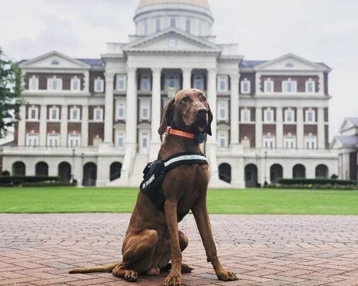 A lean, copper-coated dog resembling a Vizsla sits at attention wearing a training vest in front of a grand columned building, representing the proven results of training offered in Charlottesville, VA.