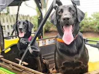 Two black Labrador Retrievers ride together in the back of a utility vehicle, panting happily after an obedience session in Charlottesville, VA.
