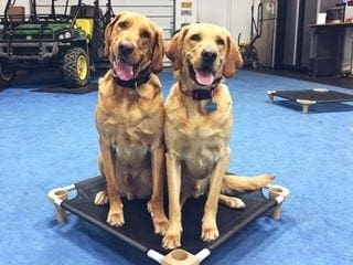 A pair of yellow Labrador Retrievers sit obediently side by side on an elevated training platform inside an Off Leash K9 Training facility serving Charlottesville, VA.