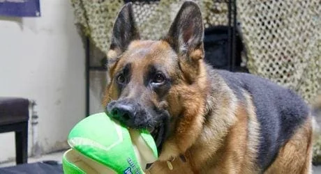 A German Shepherd holds a green ball toy in its mouth during an indoor training session, part of the board-and-train program offered in Charlottesville, VA.