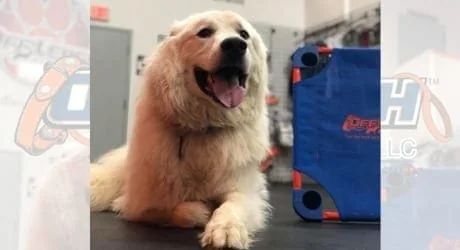 A large white fluffy dog, resembling a Great Pyrenees, lies contentedly on a table beside a training cot at an Off Leash K9 Training facility near Charlottesville, VA.