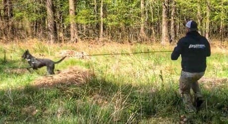 A trainer walks a dog on a long line through tall grass at the edge of a wooded area, practicing off-leash recall skills in Charlottesville, VA.