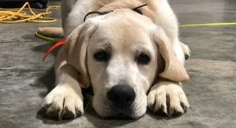 A yellow Labrador Retriever puppy lies with its chin resting on its paws, gazing at the camera during early obedience training in Charlottesville, VA.