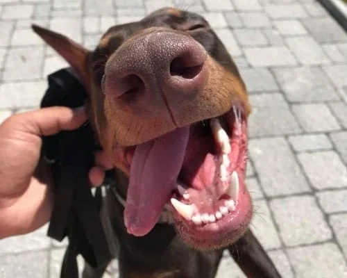 Close-up of a Doberman Pinscher's open mouth and tongue as a trainer holds its harness during a training session in Charlottesville, VA.