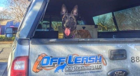A German Shepherd sits alert in the bed of a pickup truck branded with the Off Leash K9 Training logo, ready for a training session in Charlottesville, VA.