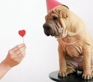 6 Tips for Maintaining Dog's Heart Health This Love Month | Image from Pexels