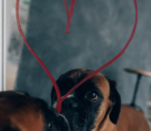6 Tips for Maintaining Dog's Heart Health This Love Month