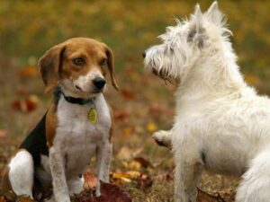 Dog Socialization: 10 Tips for Introducing Your Dog to New Environments