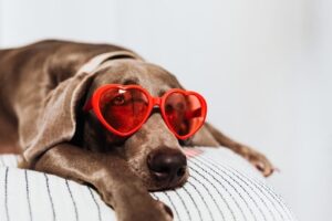 6 Tips for Maintaining Dog's Heart Health This Love Month