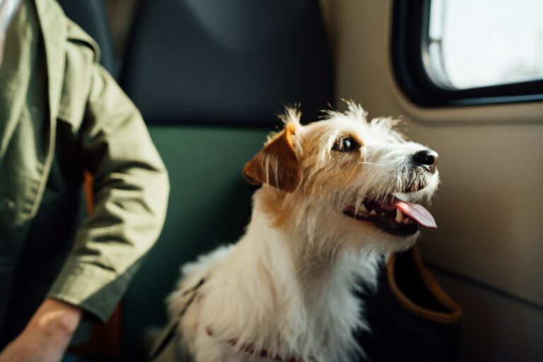 Traveling with Fido: Mastering Crate Training for Stress-Free Journeys