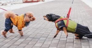 Black and tan dog in a green jacket and red harness lunging and barking on leash at a small poodle in a yellow star coat on a paved winter walkway.