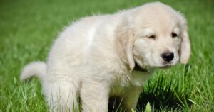 Fluffy cream-colored golden retriever puppy squatting to go potty on green grass outdoors, a key step in house training.