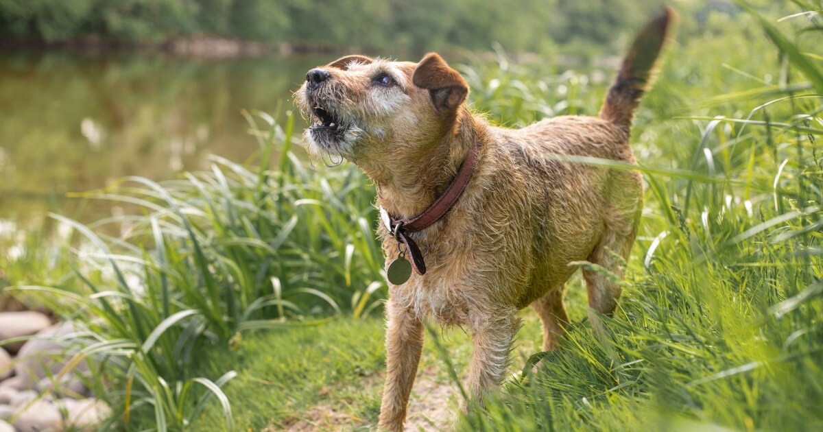 Wiry-coated terrier mix barking outdoors in a grassy riverside area, showing the kind of behavior barking training can address.