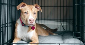 Tan and white pit bull mix puppy with a red collar lying calmly on a soft gray bed inside a wire dog crate.